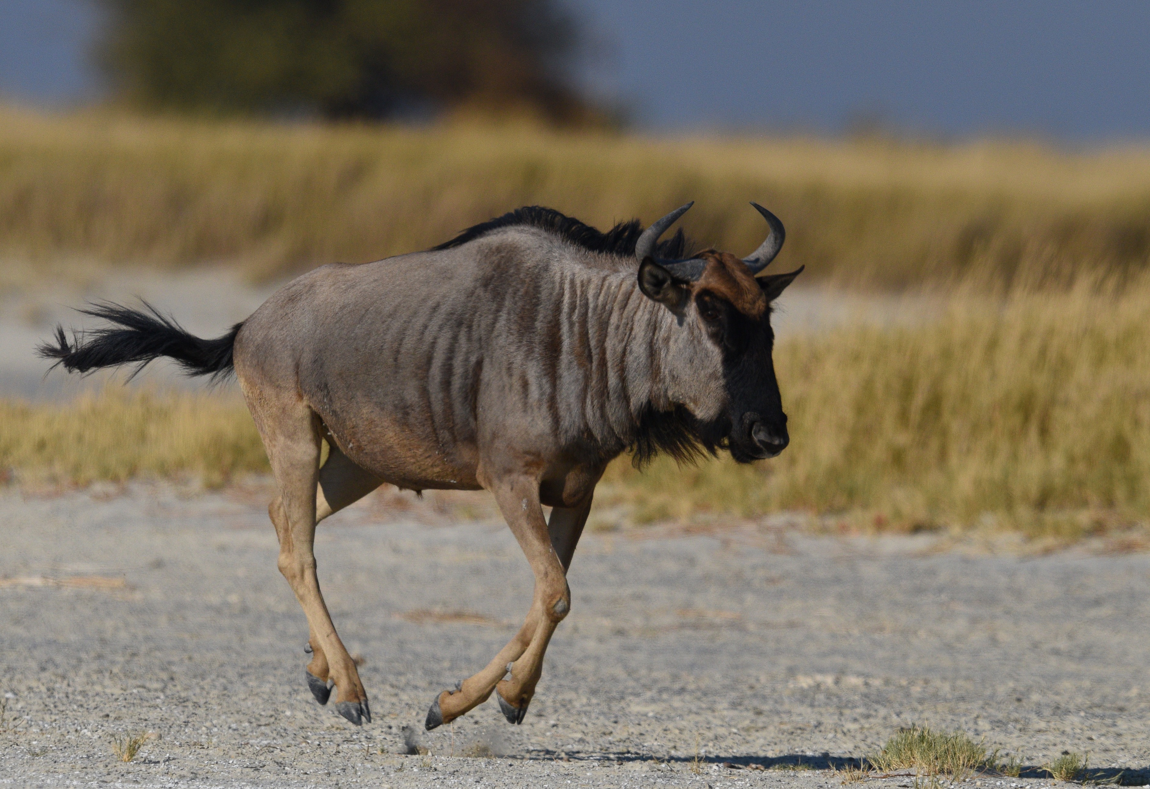 Wildebeest