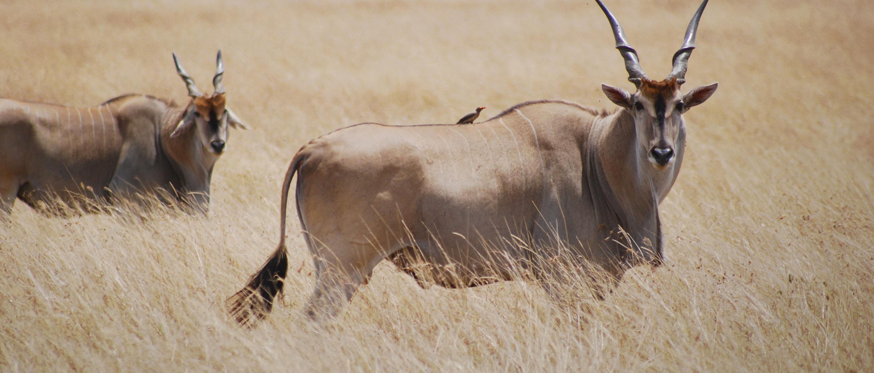 Eland