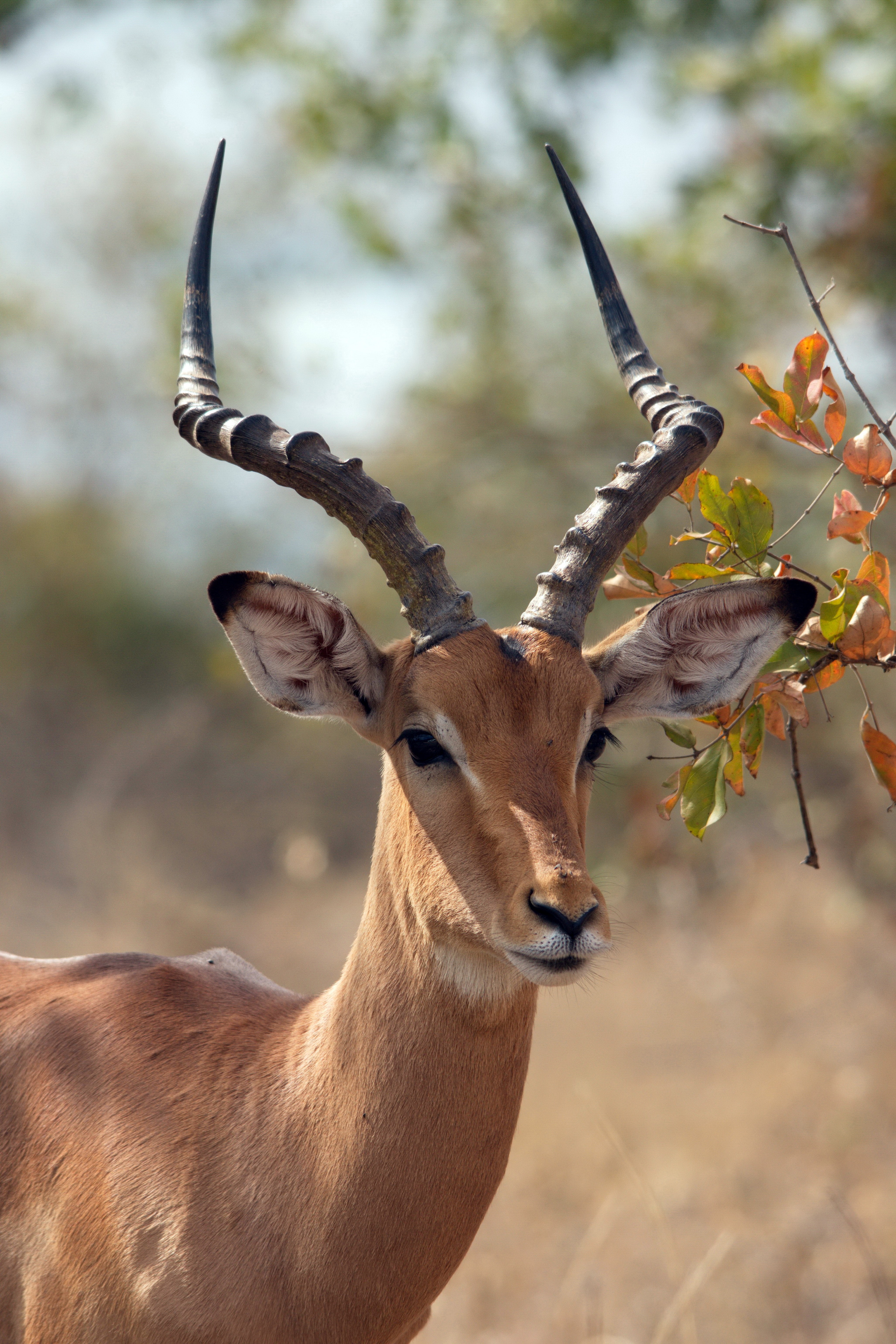 Kudu