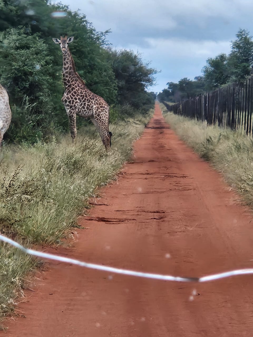 Giraffe by the fence road