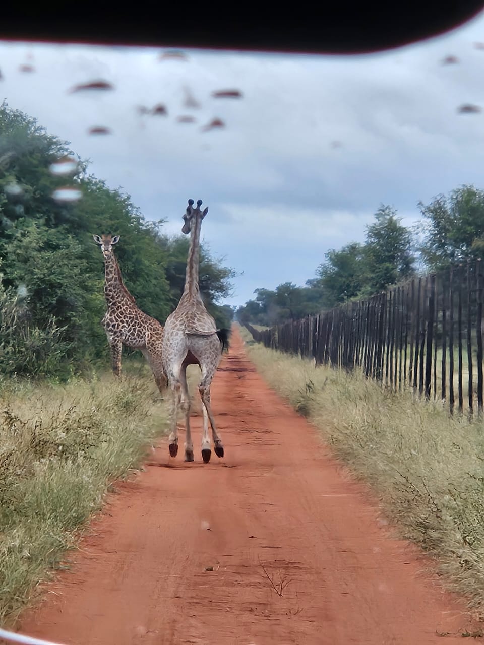 Giraffes on the red dirt road