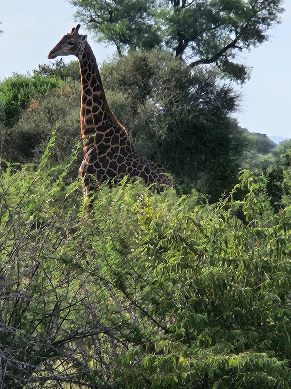 Giraffe browsing in trees