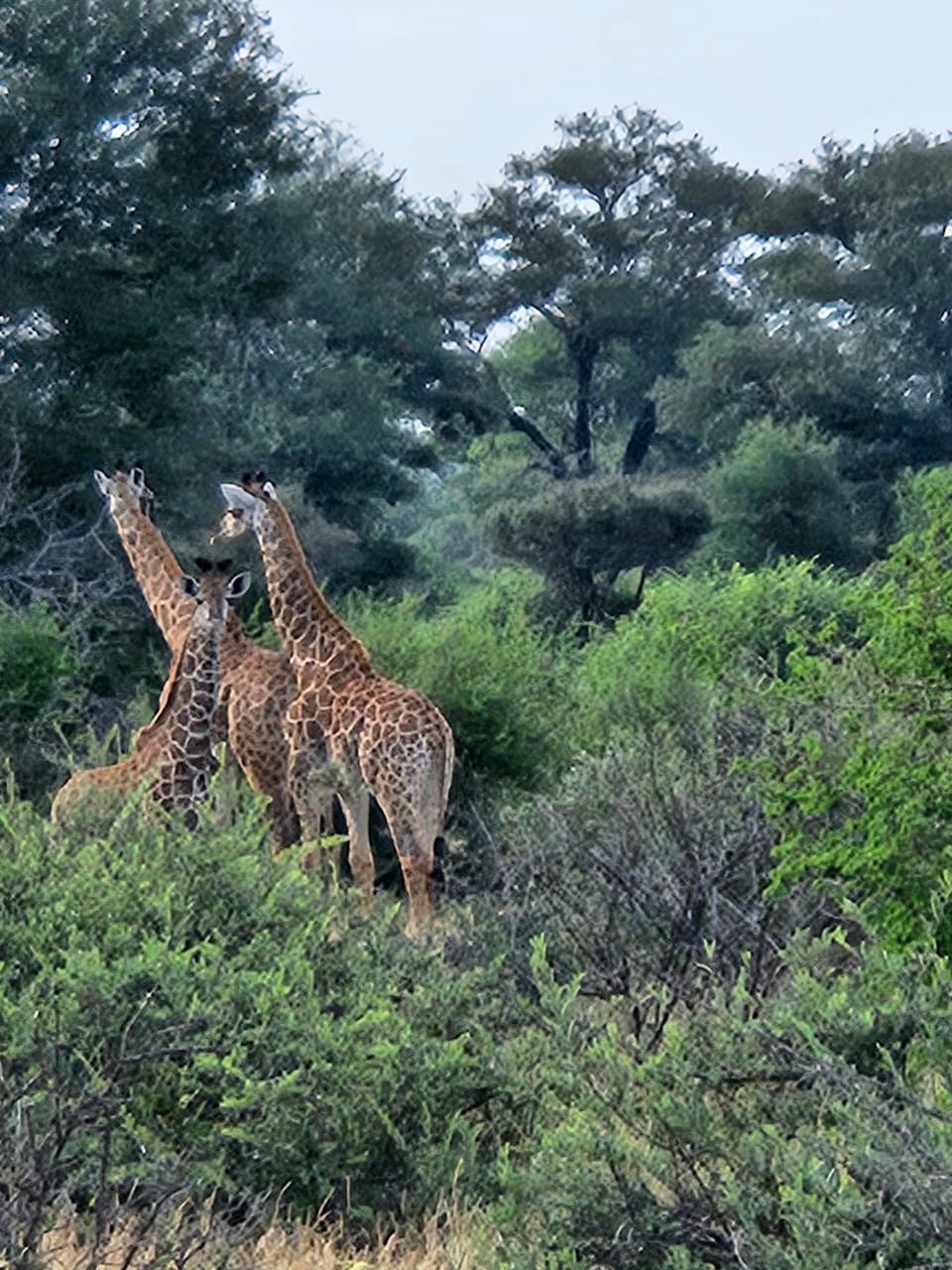 Three giraffes in the bush