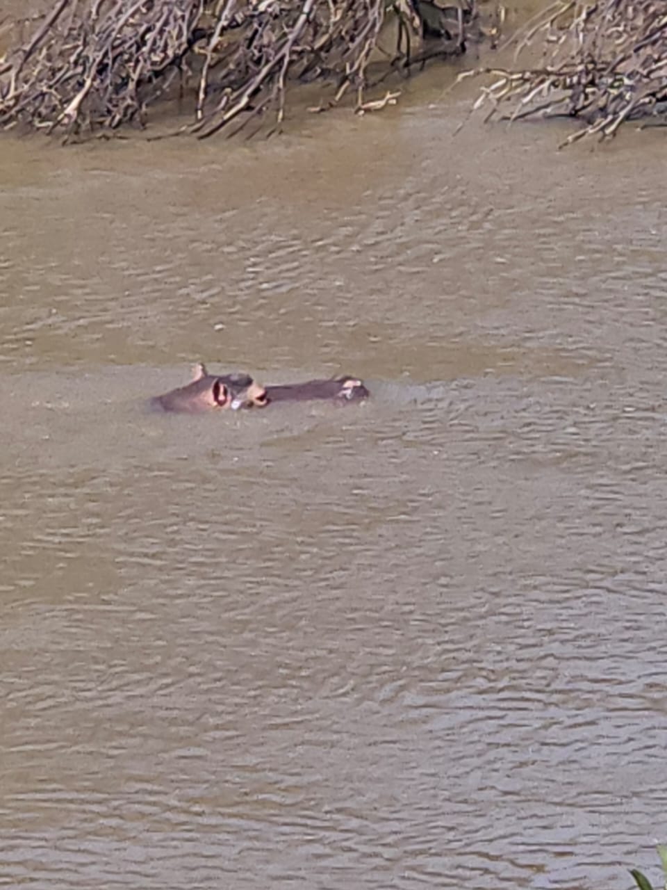 Hippo in the river